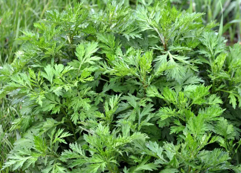 Mugwort (Artemisia vulgaris): 20 Powerful Benefits and Expert Tips for Use