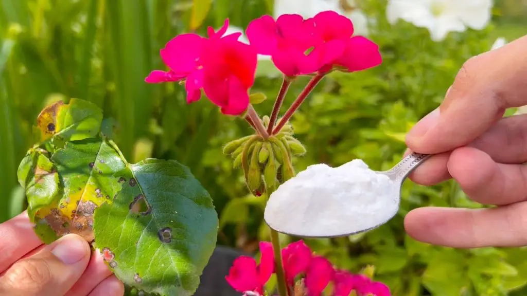 Natural Miracle: Rejuvenate Your Plants with Banana Skins for Lush Blooms!