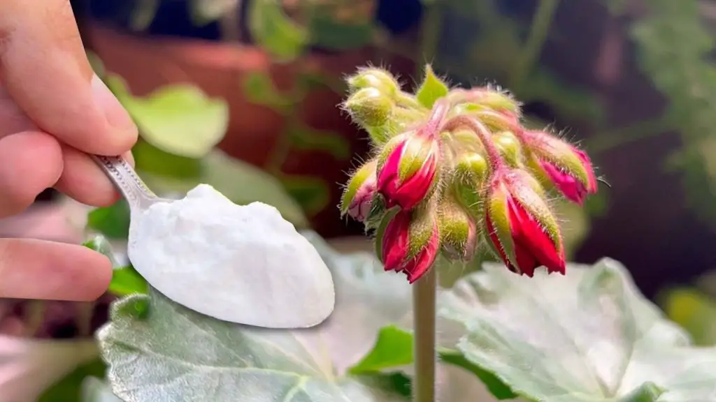 Natural Protection for Your Roses and Flowers: The Magic of Baking Soda