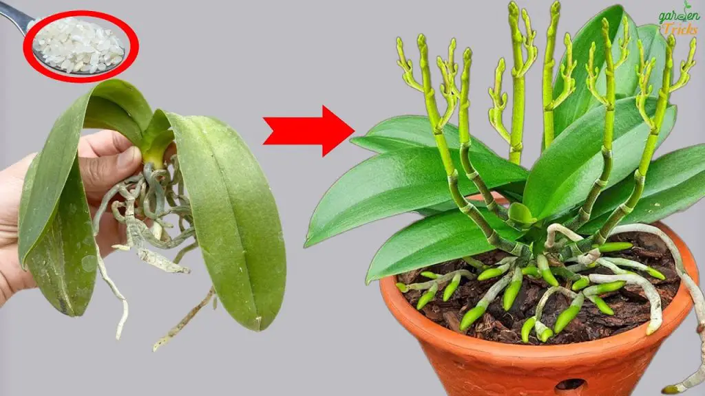 Orchid Revival Magic Instant Blooms with a Simple Sprinkle!