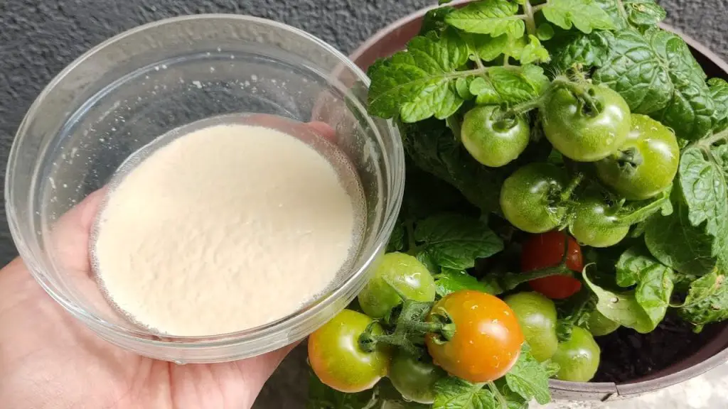Organic Supercharge Watch Cucumbers and Tomatoes Thrive with This Amazing Supplement!