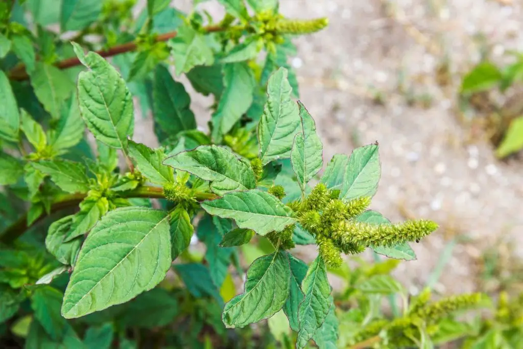 Pigweed is much more than an invasive garden weed , It is a treasure