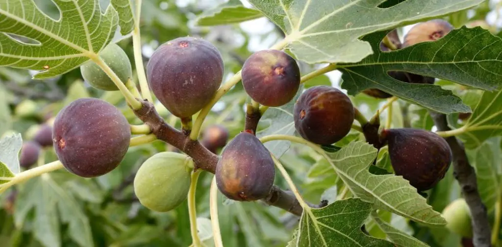 Poda de higueras en primavera: todo lo que necesitas saber para podar una higuera