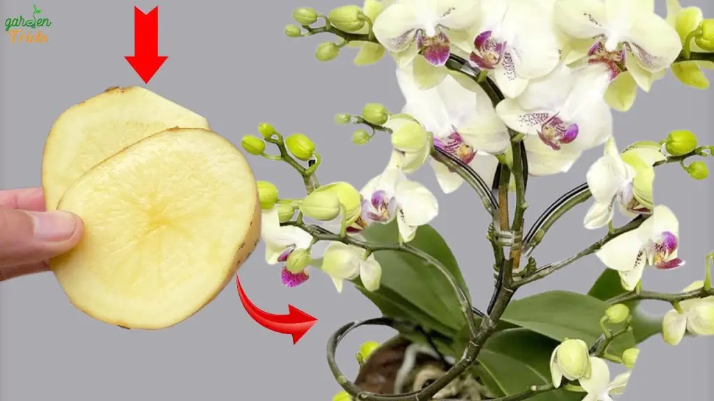 Potato Power The Secret to Year-Round Orchid Blooms!