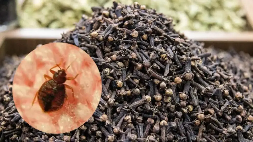 Powerful Clove Mixture to Eliminate Bed Bugs