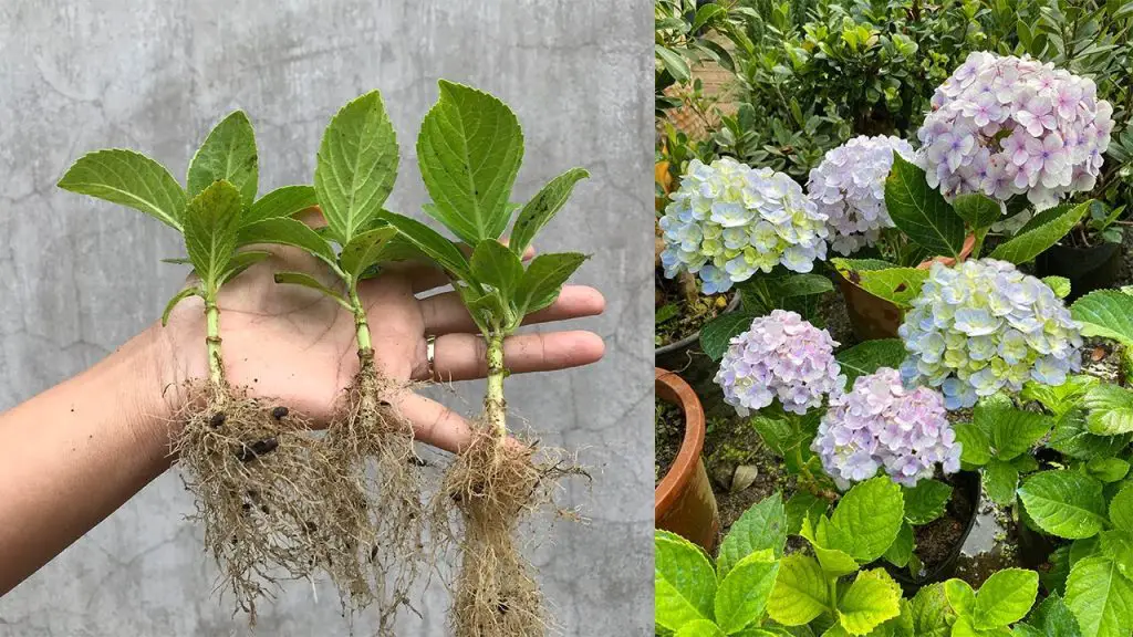 Rapid Rooting A Quick and Easy Method for Hydrangea Cutting Propagation