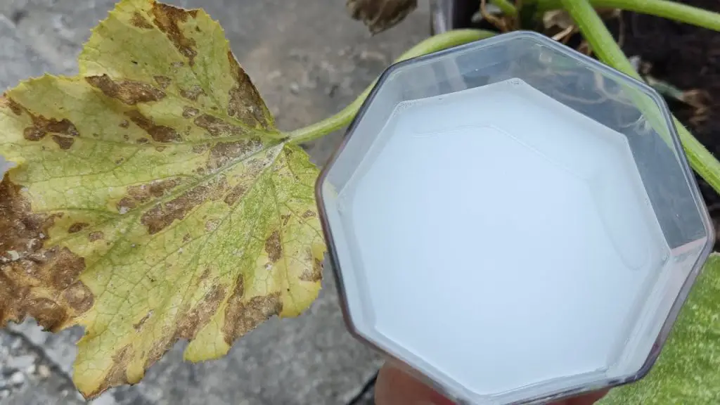 Resurrection for Your Garden: How This Miracle Solution Brings Dead Plants Back to Life!