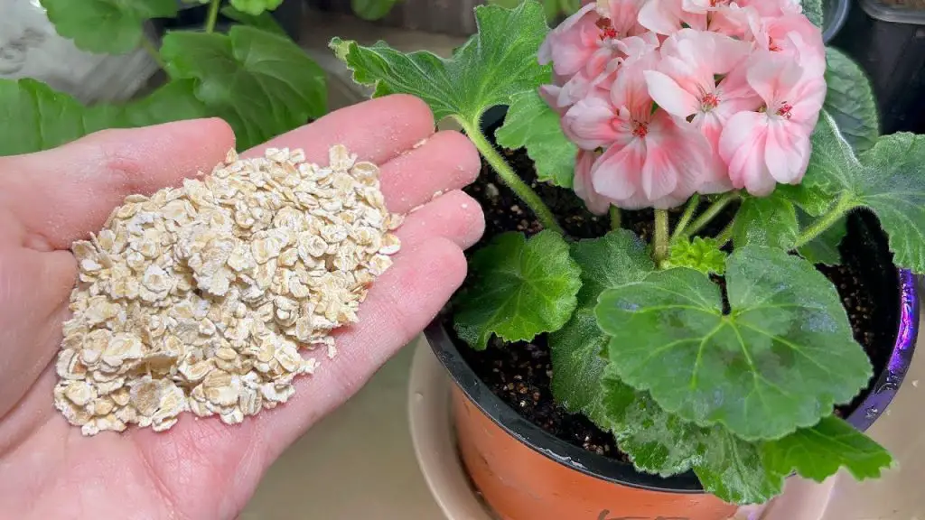 Revive Your Home Flowers: Watch Them Come to Life with This Simple Solution!