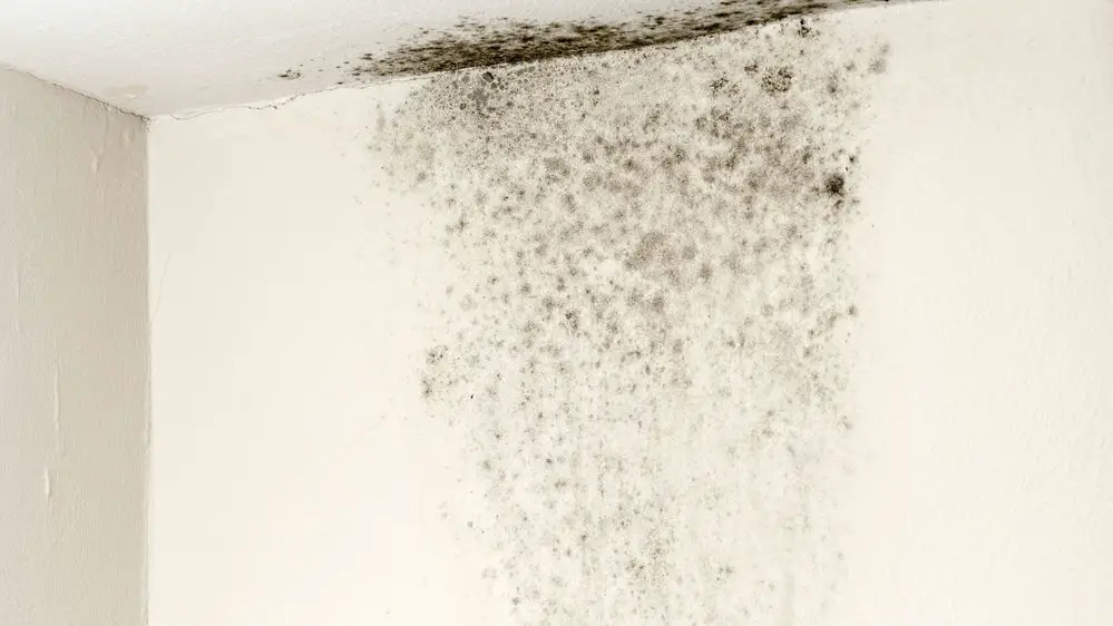 Say Goodbye to Mold: My Ultimate Solution