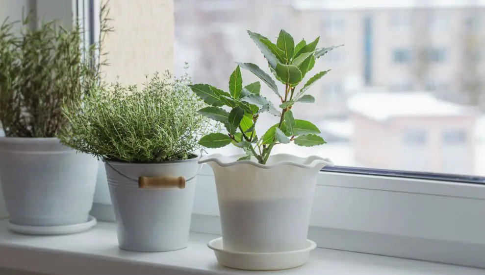 Simple Things You Should Do for Your Plants