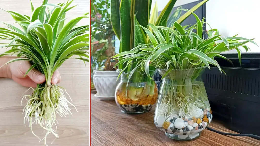 Spider Rope Indoor Plants Nature’s Healing Wonders