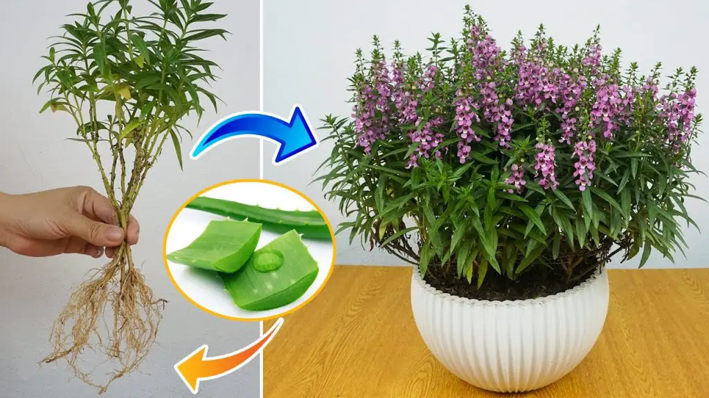 Successful Violet Propagation Using Aloe Vera: A Foolproof Method