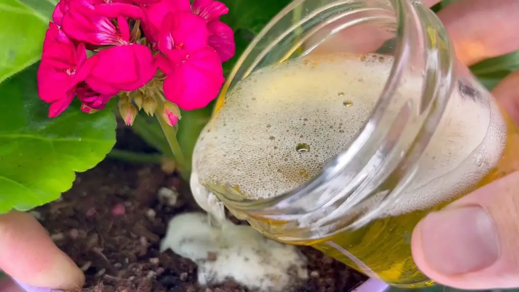 Surprising Solution: Revitalize Your Home Flowers with Beer!