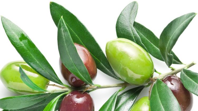 The Benefits of Olive Leaves: A Treasure of Nature