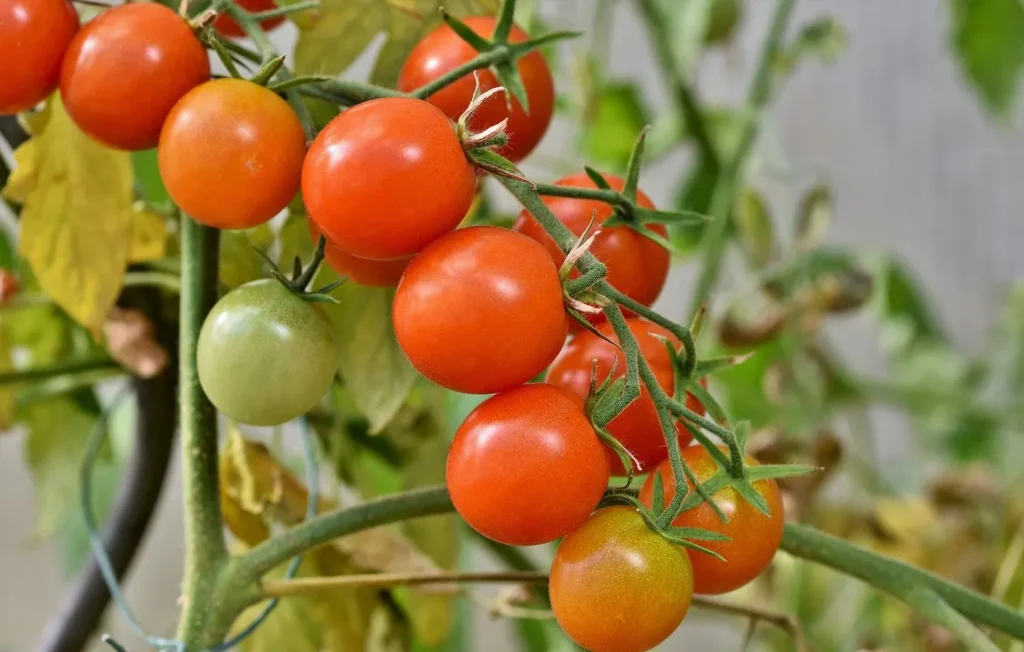 The Best Natural Supplement for Tomato, Pepper, Cucumber, and Eggplant 