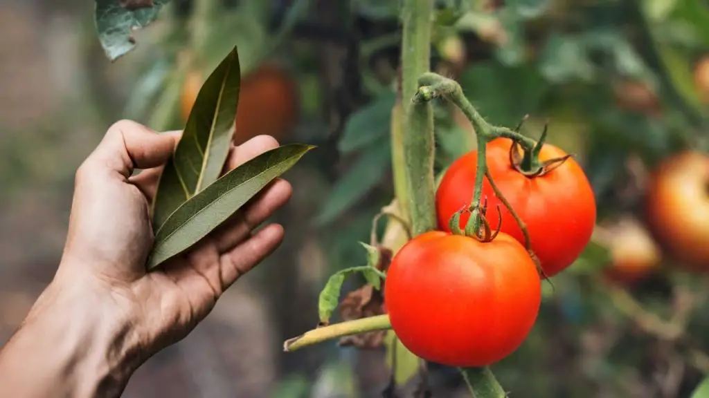 The Miracle Leaf How One Simple Trick Can Revive Dead Plants and Double Your Harvest