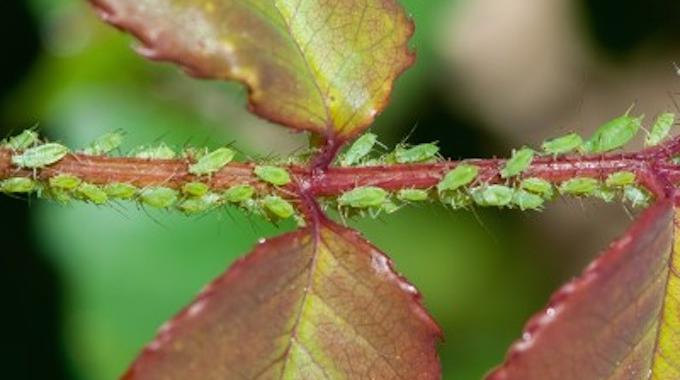 The Natural Insecticide Every Gardener Should Know About
