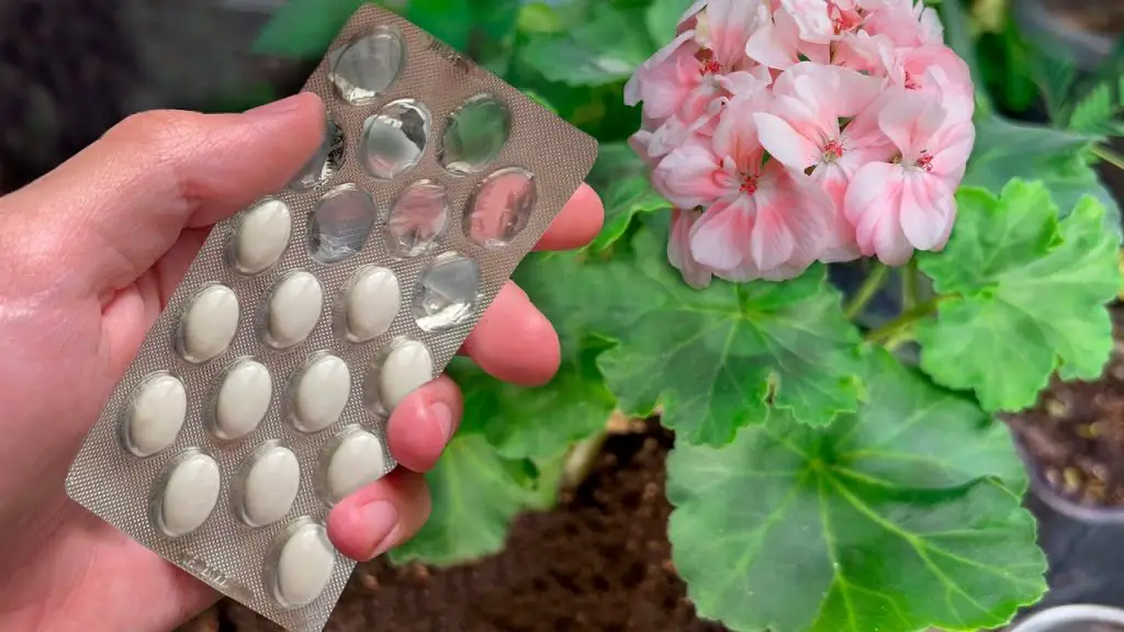 The One Tablet Wonder: Essential Spring Top Dressing for Lush Flowering!