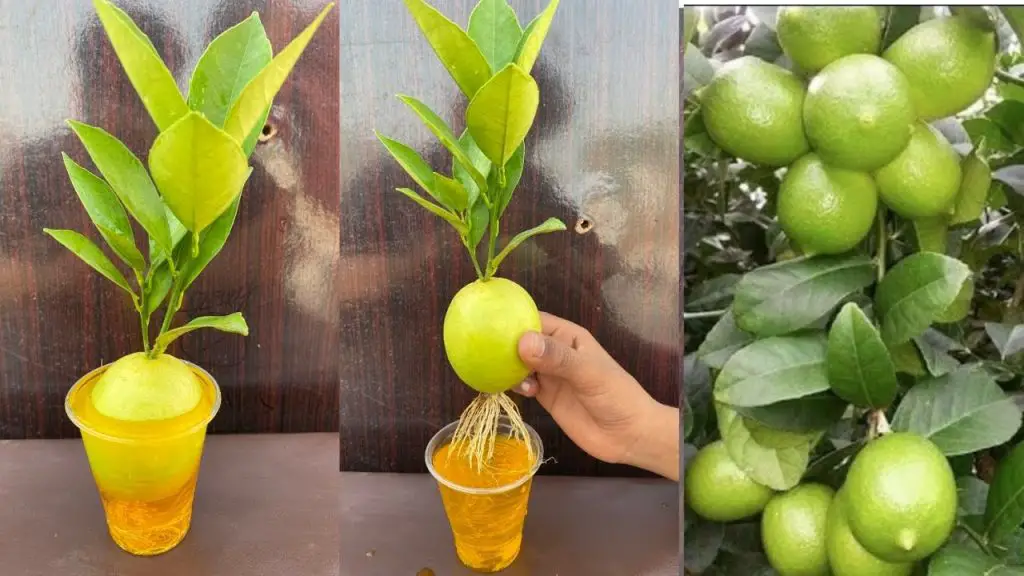 The Simplest Way to Grow Lemons from Lemon Fruit: A Foolproof Procedure