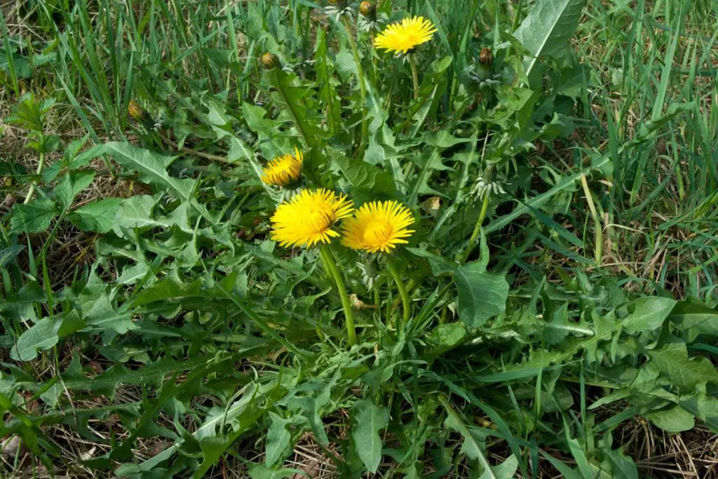This Common Weed is the most important in your Garden