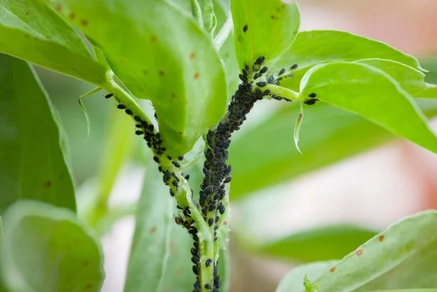 This ingredient present in all recipes is in reality an ultra-powerful insecticide
