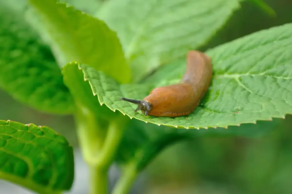 This item you usually throw in the trash is very useful against slugs and snails
