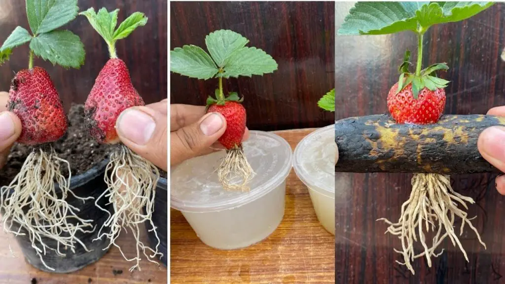 Three Foolproof Techniques to Grow Strawberries from Strawberry Fruit