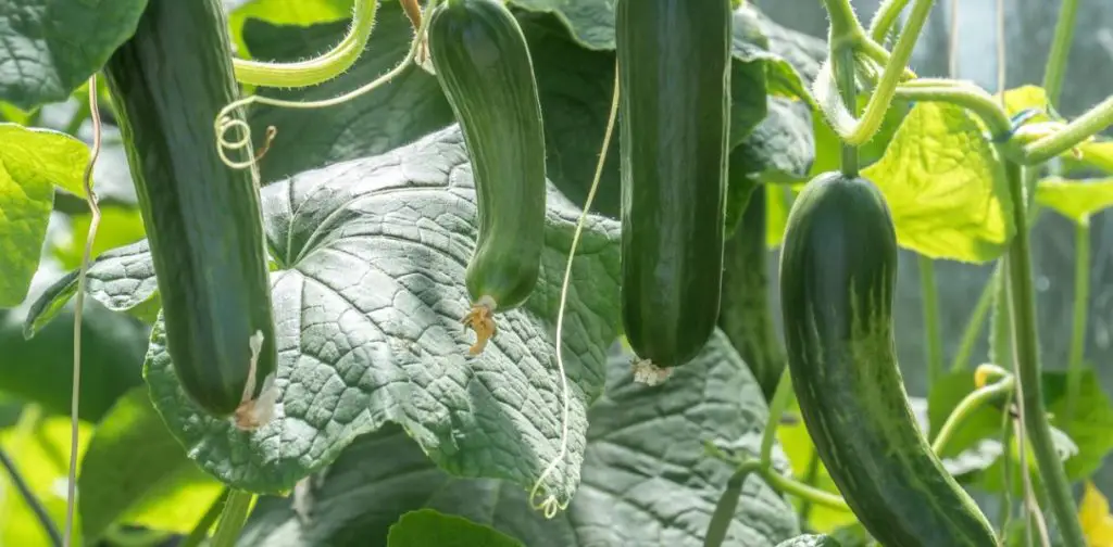 Todo lo que necesitas saber sobre la siembra y el cultivo de pepinos