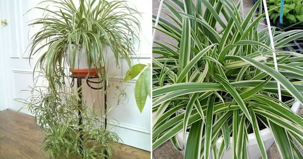 Todos los trucos para cuidar las plantas de interior