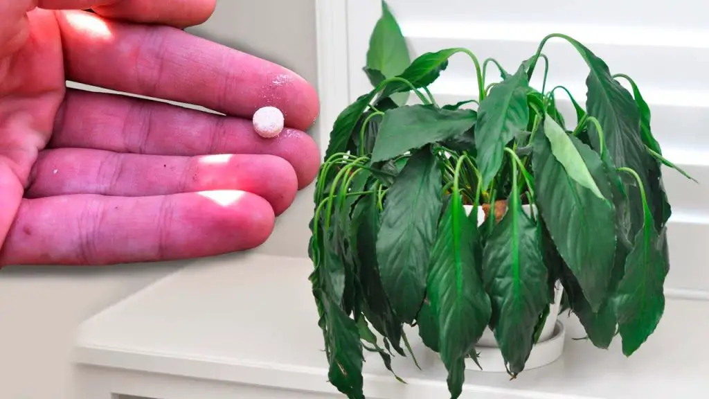Transform Your Home Flower into a Lush Oasis with This Simple Trick!