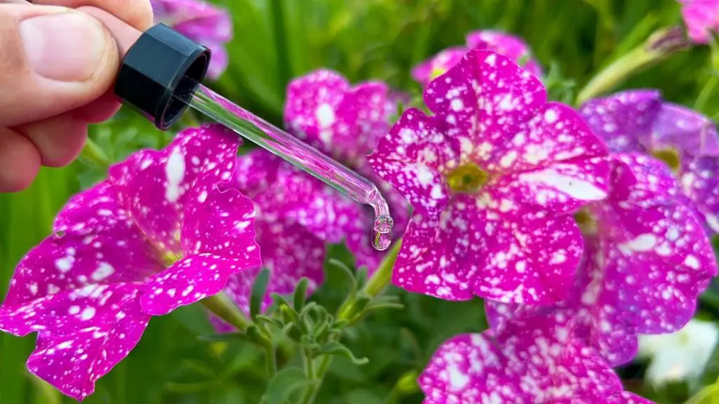 Transform Your Home Flowers: Watch Them Thrive and Bloom with This Simple Trick!