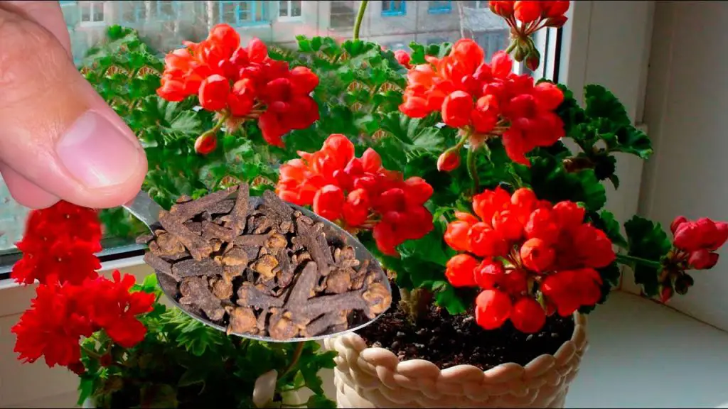 Transform Your Home Flowers with Just 1 Teaspoon: Green and Magnificent Blooms Await!