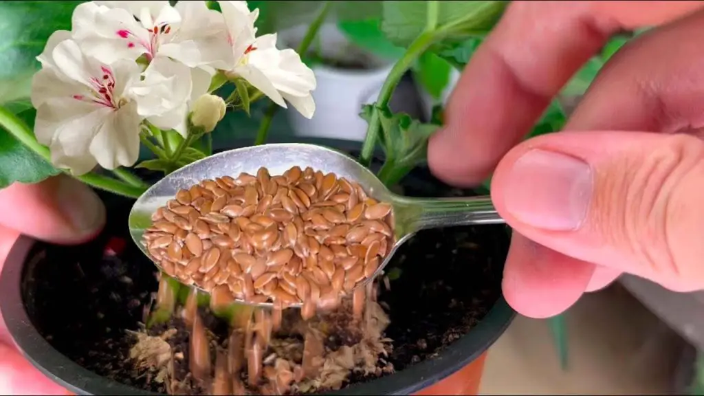 Transform Your Homemade Geranium Flowers with This Simple Trick!
