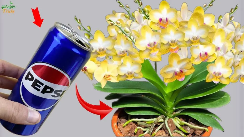 Transform Your Orchids with This Amazing Water Trick!