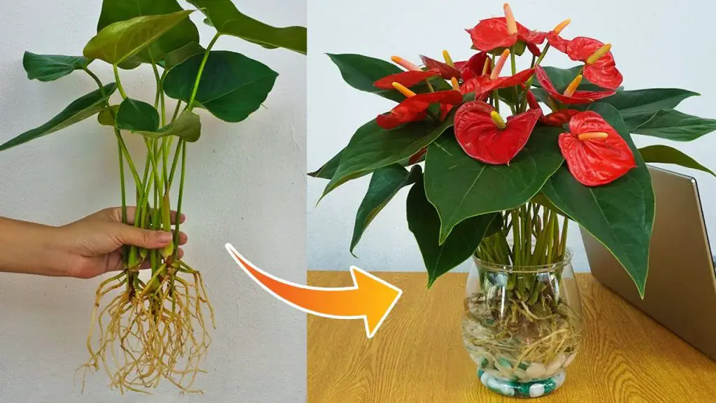 Transforming Discarded Anthurium Pots with Water: Witness the Unexpected Beauty Unfold
