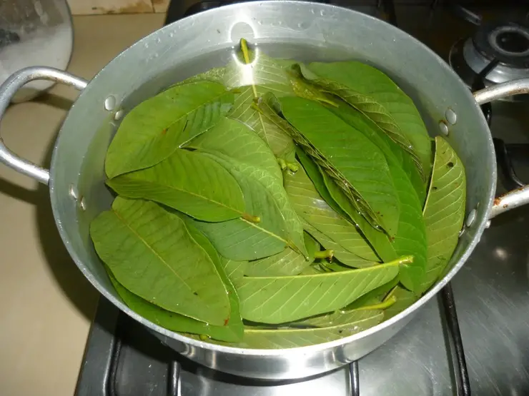 Unlock the full potential of guava leaves and start reaping the rewards of this extraordinary plant