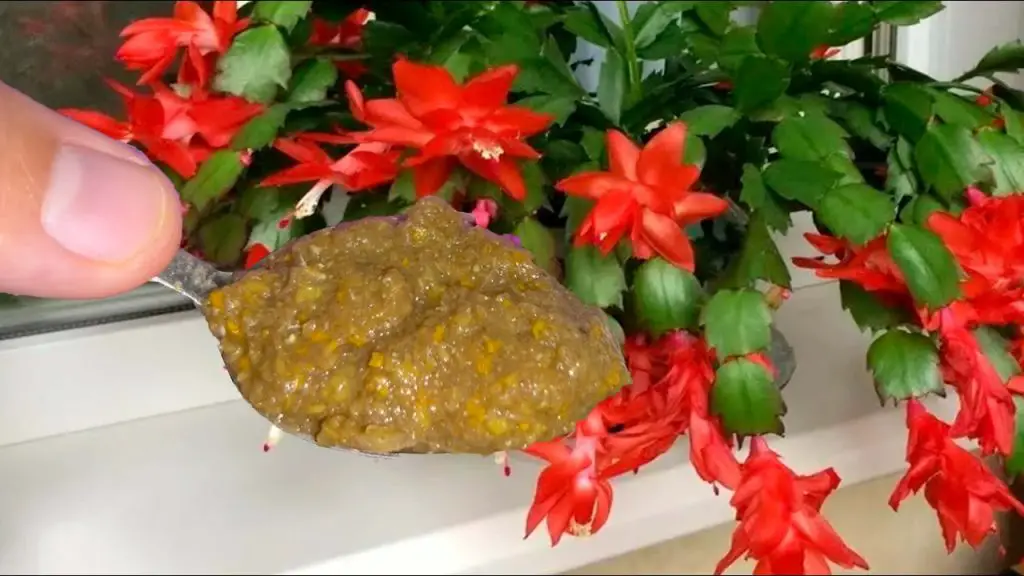 Unlocking Nature’s Magic: How Even the Oldest Flowers Spring Back to Life