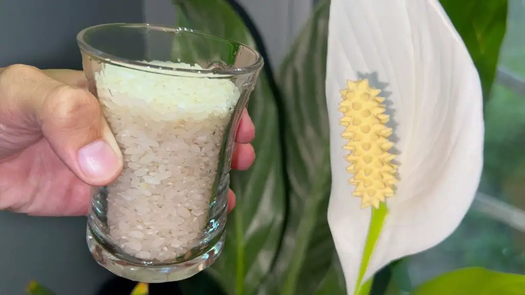 Urgent Care Tips: Transform Your SPATIFILLUM into a Thriving Blooming Beauty!