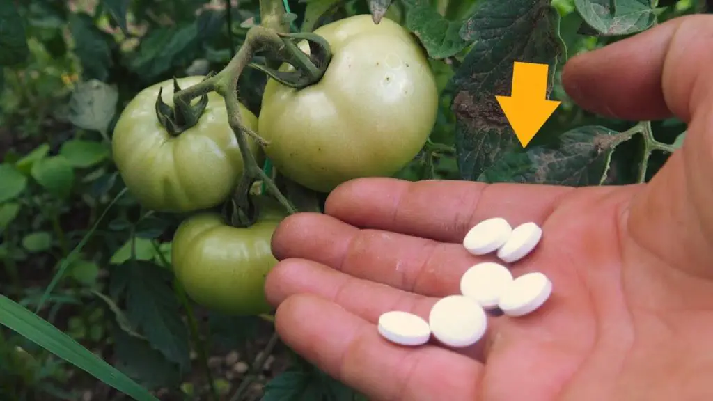 Vegetable garden: if you want huge, red, juicy tomatoes, give this to the plant