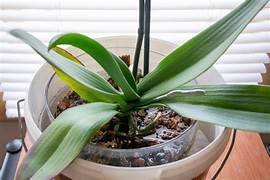 Ven a coltivar las orquídeas en acqua