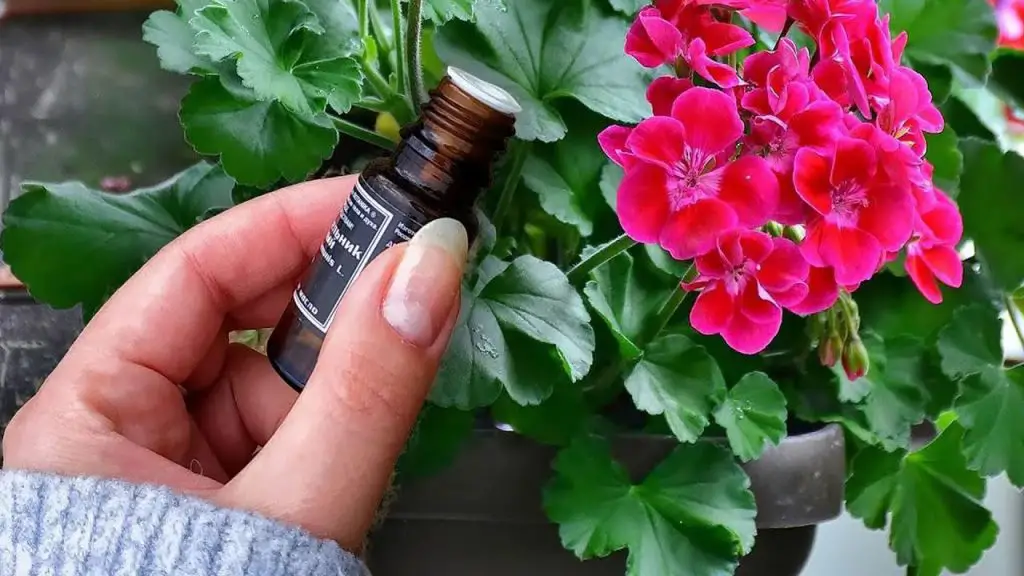 Year-Round Magnificence A Simple Remedy for Geranium Blooms!  Are you eager to enjoy the vibrant beauty of geranium blooms throughout the