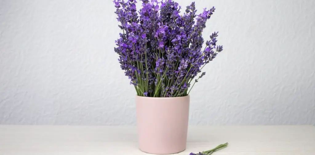 ¡Cultivando lavanda en macetas en interiores para un hogar fragante y relajante!