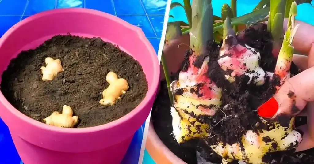 ¿Cómo cultivar jengibre en casa?