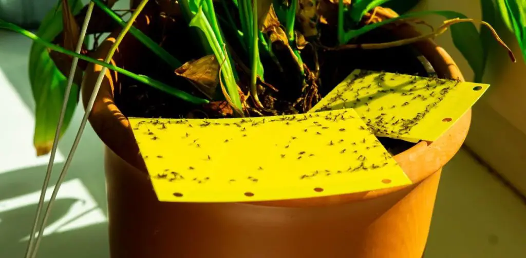 ¿Cómo deshacerse de los mosquitos? Métodos efectivos para prevenirlos y eliminarlos de tu hogar