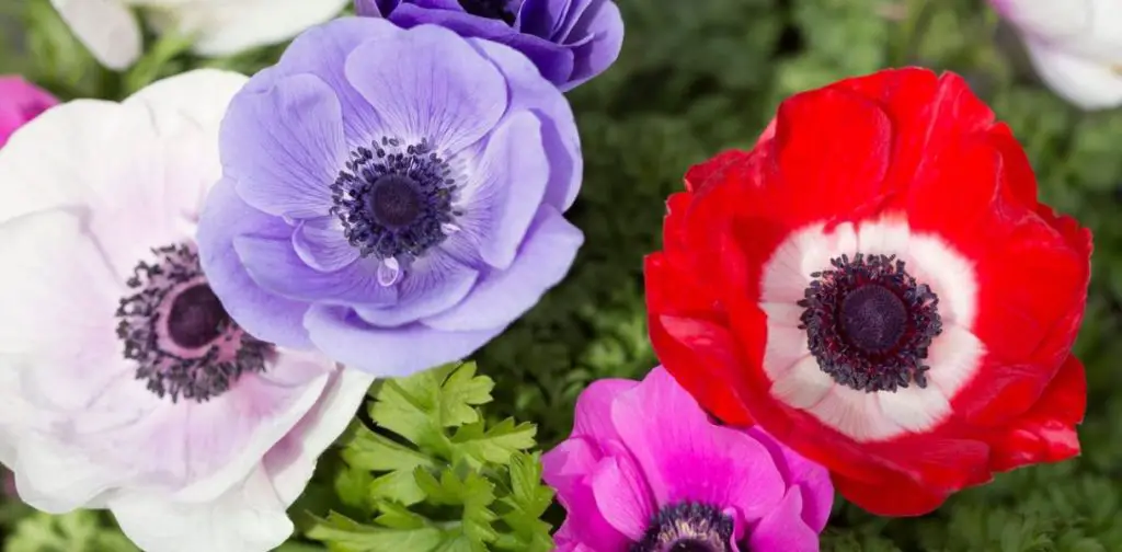 ¿Cómo mantener las anémonas para tener un jardín colorido y hermoso?
