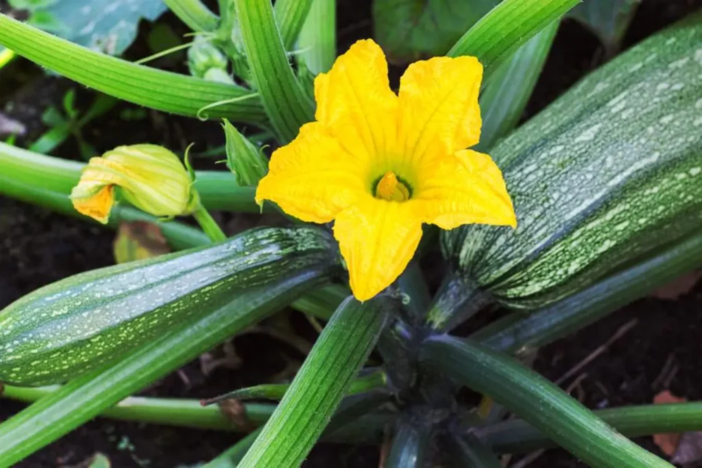 2 mistakes when watering zucchini that destroy the crop