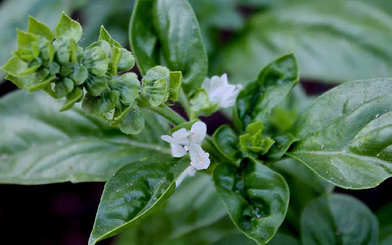 5 things you can do with basil flowers: Don’t throw them away