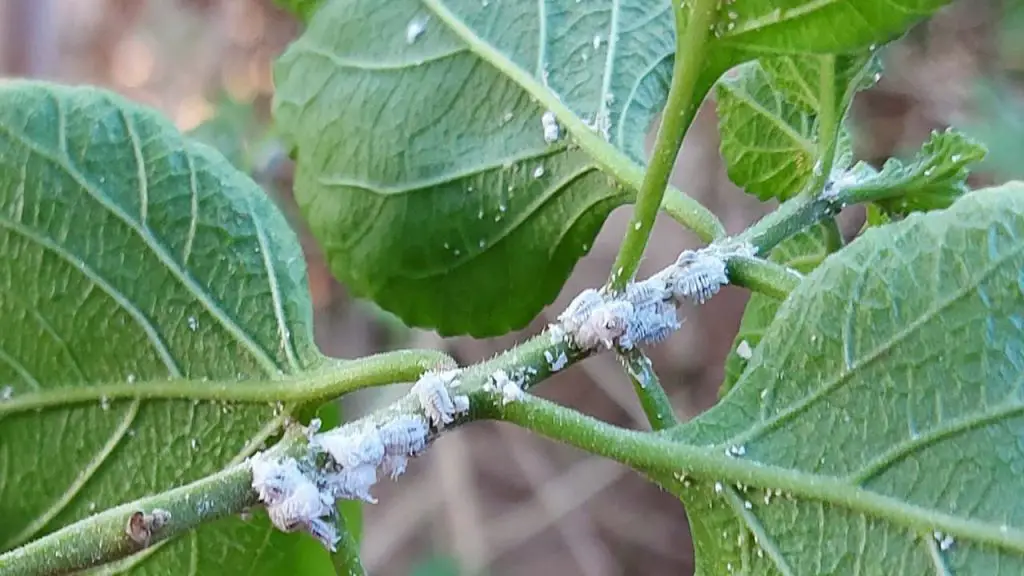 6 grandmother’s remedies to eliminate mealybugs that are ravaging your plants