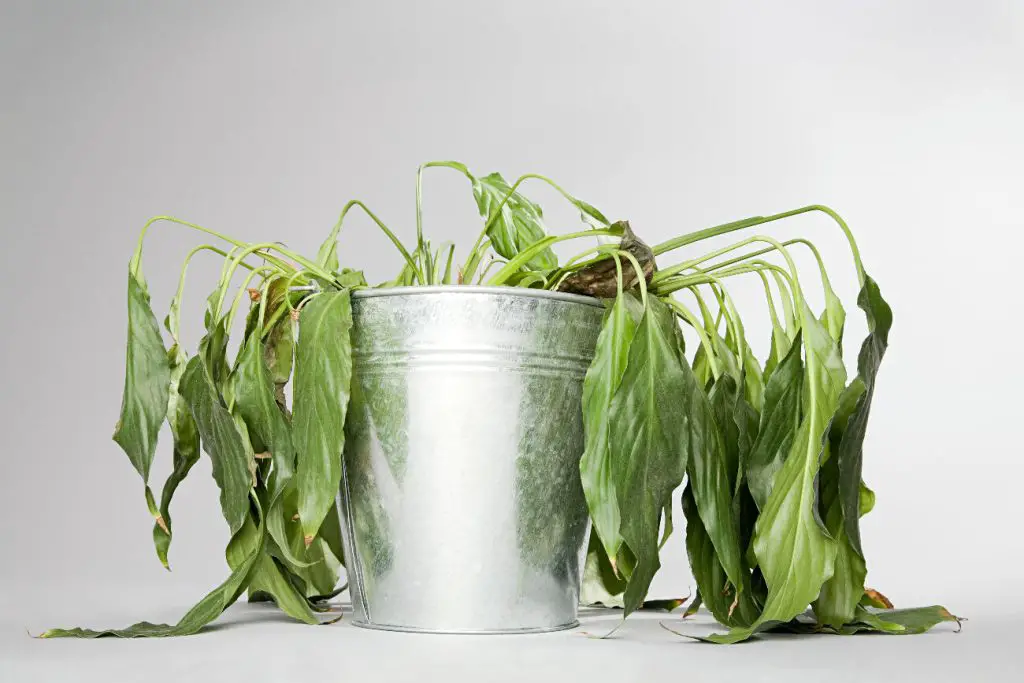 A magical homemade mixture that instantly revives dead houseplants