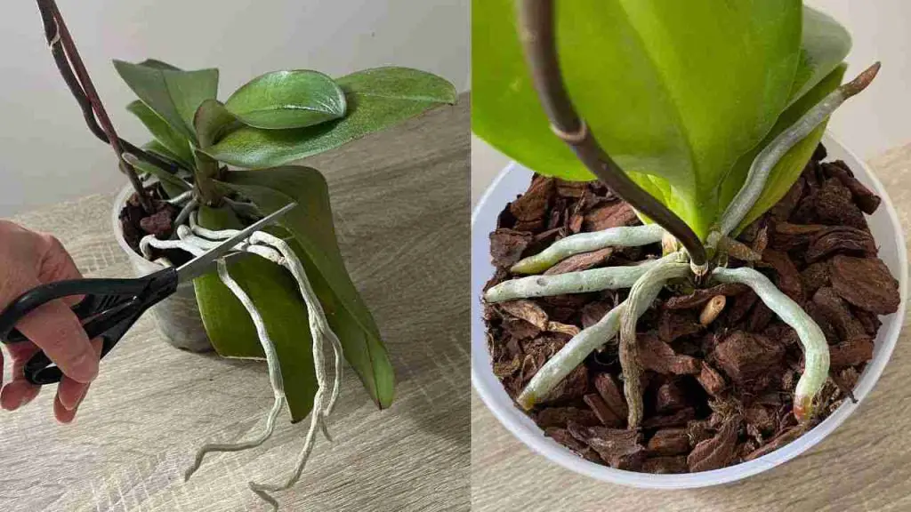 Abundant flowers and roots from the orchid if you do this process once a month